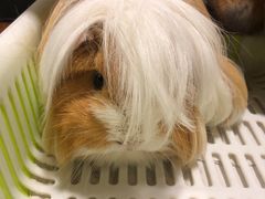-藦茜花园宠物主题亲子互动体验馆(国顺东路店)