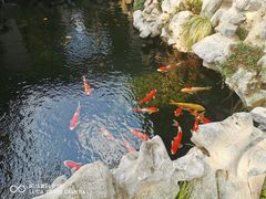 -鲤院·新中式美学·庭院餐厅(夫子庙店)