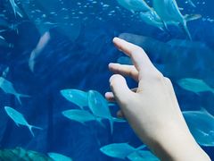 -上海海洋水族馆