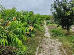 -樂桃源奉贤黄桃种植采摘基地