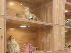 -猫十亿·布偶金渐层·曼基康矮脚猫舍(青年路店)