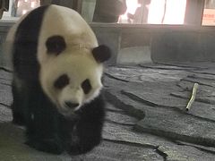 -泉州海丝野生动物世界