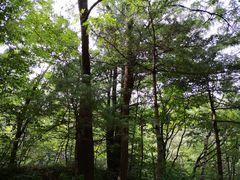 -洛阳白云山景区