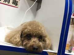 -北京观赏动物医院·24小时大型综合·猫专科·异宠专科
