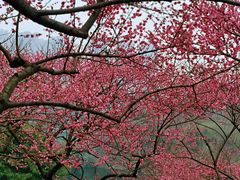 -重庆彩云湖湿地公园