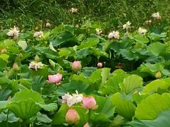 -荷塘月色湿地公园·向阳花洲
