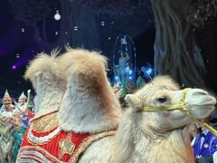 -广州长隆国际大马戏