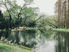 -上海共青森林公园