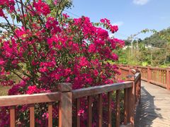 -金鸡岭桥头公园