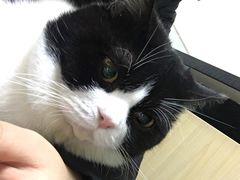 -谐和益家动物医院·免疫绝育·血液透析·宠保定点医院(高新伊藤分院)