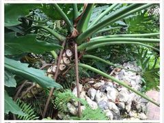 -华南国家植物园-售票处