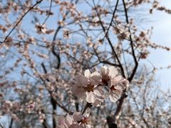 -桃花堤公园