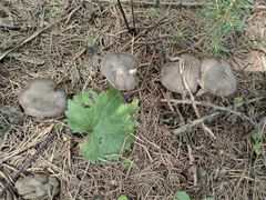 -塞罕坝国家级自然保护区