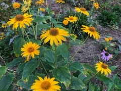 -渔公馆·川菜馆·家宴·生日宴(大地中央广场店)