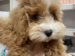 -翊宠yipet猫狗购宠庄园犬舍•猫舍