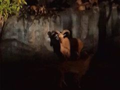 -清迈夜间动物园