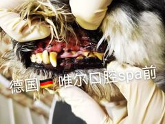 -汪小喵宠物·戴维斯乐芳希施宠馨宝皮毛调理洗护店