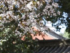 -西安青龙寺遗址景区