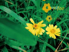 -南国桃园旅游度假区