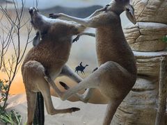 -西霞口神雕山野生动物世界