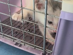 -博特宠物医院24h犬猫全科.骨科·异宠