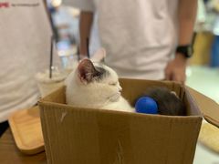 -Heymao猫咖.咖啡厅(东门店)
