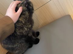 -喵园·猫主题咖啡厅·撸猫·猫咖(国贸店)