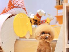 -佐罗家宠物馆·猫文化馆(紫霞路店)