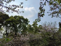 -南山植物园
