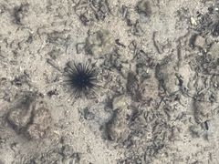 -拉威海鲜市场