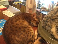 -猫色咖啡·猫咖