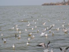 -捞渔河湿地公园