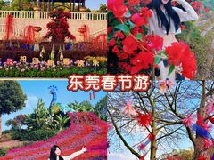 -东莞植物园