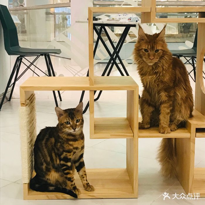 喵匠猫主题咖啡(百年城店)图片