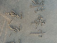 -北戴河东海水浴场