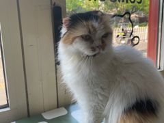 -猫小院猫主题餐厅(南锣旗舰店)