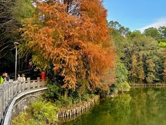 -深圳仙湖植物园