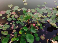 -上海怡沁园度假酒店