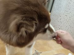 -Let's go狗咖·猫咖·奶狗·桌游(春熙路IFS店)