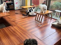 -楼上猫咖(罗湖店)