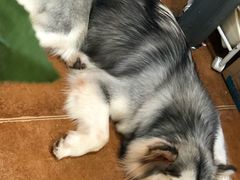 -李小姐の猫咖啡馆(五角场店)