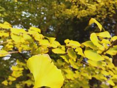 -四川大学(望江校区)