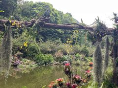 -深圳仙湖植物园