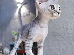 -十年猫舍·猫咪专门店(普陀店)