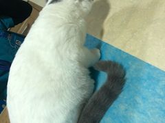 -芭比堂宠物医院·全科爱猫医院·仁德分院