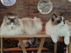 -豆逗聊愈猫阁Easy Life
