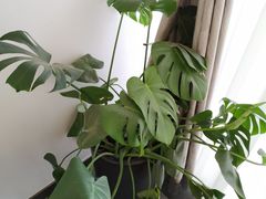 -食神鱼头佛跳墙(百子湾旗舰店)