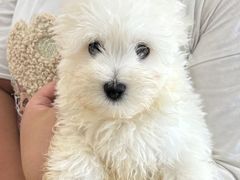 -翊宠yipet猫狗购宠庄园犬舍•猫舍