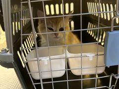 -御宝贝·A梦猫科宠物医院(国际猫友好医院)