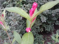 花骨朵-沈阳南湖公园